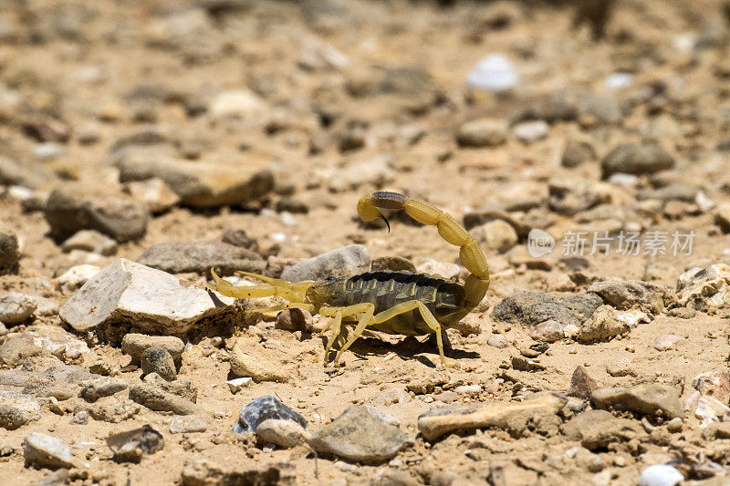 来自内盖夫沙漠的蝎子杀手采取了防御姿态(Leiurus quinquestriatus)